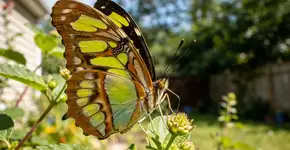 Foto: (Imagem sem texto alternativo disponivel ID [2697744])