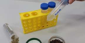 Óleos de orégano e de cravo são eficazes no combate à dengue