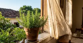 Coloque ramos de alecrim no parapeito da janela: Por que isso é necessário e por que é recomendado?