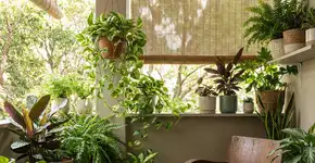 Foto: (Imagem gerada por IA/Gemini)