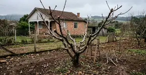 De acordo com especialistas em jardinagem, quais são as únicas árvores frutíferas que devem ser podadas em maio?