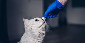 3 doenças causadas por vermes em animais de estimação