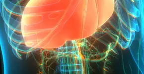 Sintomas da gordura no fígado