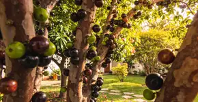 Foto: (Imagem sem texto alternativo disponivel ID [2677420])