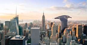 Toronto: cidades são transformadas para evitar colisões de aves