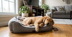 Por que acariciar um cachorro antes de sair é sempre uma boa ideia