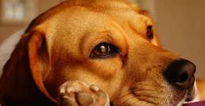 Animais não devem ser higienizados com álcool em gel e detergente