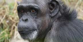 Eles são mais espertos do que você imagina: 10 animais com inteligência surpreendente