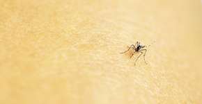 Foto: (Imagem sem texto alternativo disponivel ID [1604995])