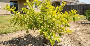 Foto: (Imagem sem texto alternativo disponivel ID [2739810])