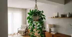 Na Holanda, para a jiboia durar anos: o macete não é a rega constante, mas nunca deixar o vaso no sol direto