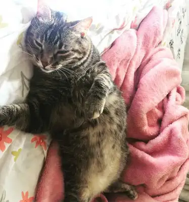 Veja alguns dos cães e gatos que já estão participando do #MostreABarriguinha!