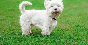 Foto: (Imagem sem texto alternativo disponivel ID [2695712])