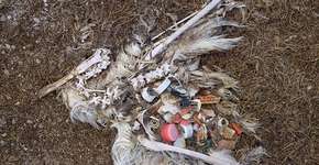 Documentário mostra aves que morrem por comer lixo do mar