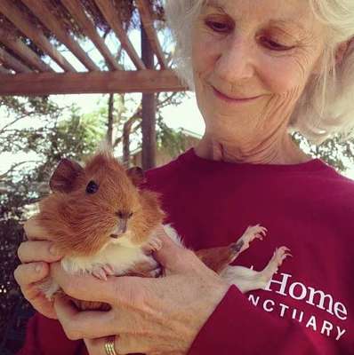 A porquinho-da-índia antes de receber o tratamento (Reprodução/Facebook) 