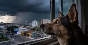 Foto: (Imagem sem texto alternativo disponivel ID [2684947])