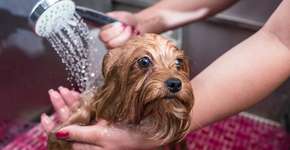 Deixe seu cachorro feliz e relaxado durante o banho