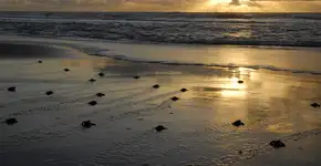 Desventuras em série de Tatuapara, a tartaruga-marinha viajante