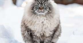 Foto: (Imagem sem texto alternativo disponivel ID [2746413])