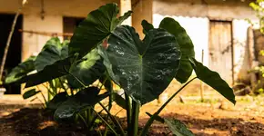 Foto: (Imagem sem texto alternativo disponivel ID [2707476])