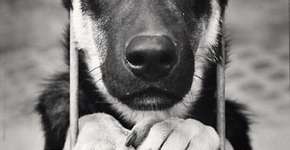 Agora é lei: pet shops estão proibidas de expor animais em vitrines e gaiolas