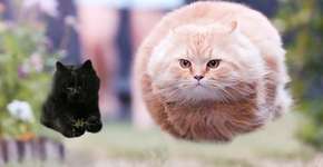 Foto: (Imagem sem texto alternativo disponivel ID [1411786])