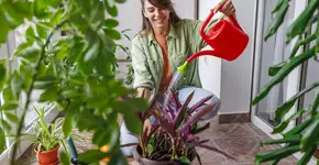 Os melhores tipos de plantas para cultivar em casa se você tem rinite