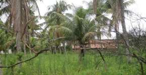 Foto: (Imagem sem texto alternativo disponivel ID [1848588])