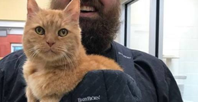 Gatinho idoso ganha presente especial de voluntários de abrigo