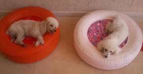 Veja 4 ideias de casas e camas sustentáveis para gatos e cachorros