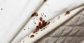 Como evitar trazer percevejos para casa: o que você deve fazer com as malas após se hospedar em um hotel