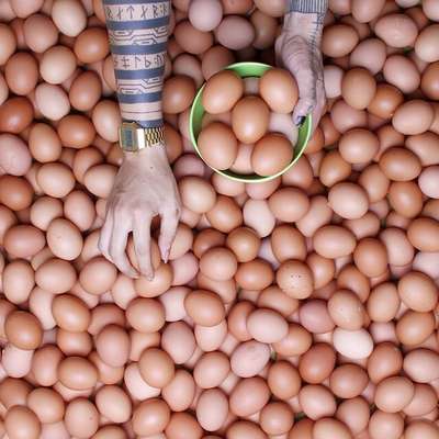 Reprodução/Bored Panda