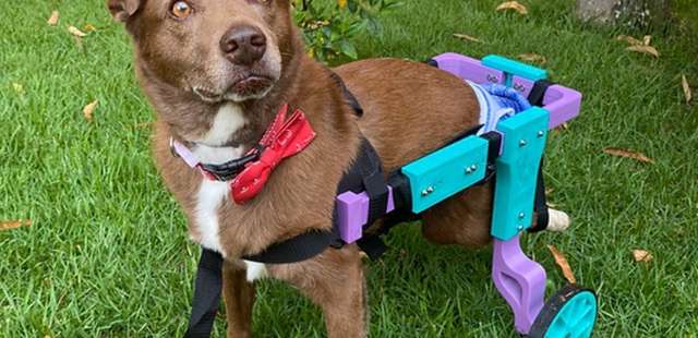 Ação do projeto Cãodeirante