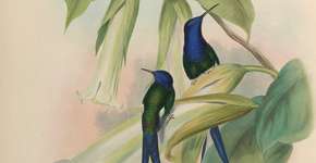 Obras de arte sobre aves brasileiras, disponíveis para download gratuito