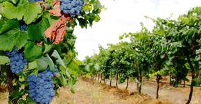 No sertão de Pernambuco, turista pode conhecer produção de vinhos