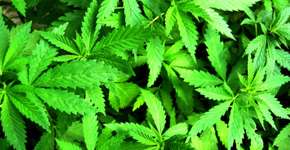 Croácia legaliza maconha para fins medicinais