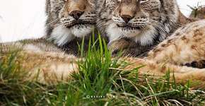 Foto: (Imagem sem texto alternativo disponivel ID [1865764])