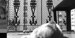 Alunos de SP criam projeto que une fotografia e solidariedade