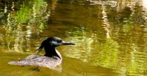 Tido como extinto, pato-mergulhão é redescoberto na Serra do Mar