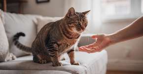 Foto: (Imagem sem texto alternativo disponivel ID [2689295])