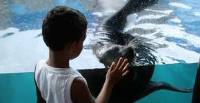 Foto: (Imagem sem texto alternativo disponivel ID [332444])