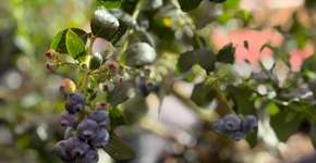 Parque Maeda inova e lança colheita à vontade de mirtilos