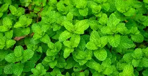 Foto: (Imagem sem texto alternativo disponivel ID [2733610])