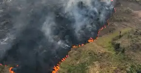 Poluição de incêndios florestais causa mais de 12 mil mortes por ano