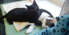 Em abrigo na Polônia: ‘gato enfermeiro’ que um dia já foi ajudado, agora cuida de outros animais doentes