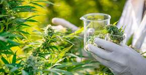 Extrato de cannabis melhora tratamento de autistas, aponta estudo