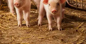 Proteção animal: pesquisa revela que a indústria de carne suína não respeita o bem-estar dos bichos