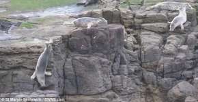 Focas pulam de penhasco para fugir do assédio de turistas