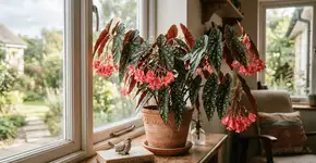 Foto: (Imagem sem texto alternativo disponivel ID [2774573])