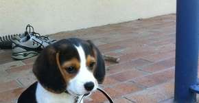 Passear com o cachorro no Irã pode virar crime com punição de 74 chibatadas